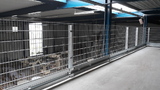 Beschermingsrail Type B 1-hoog met dubbelstaafmat